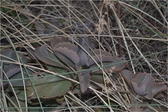 Kalanchoe bhidei